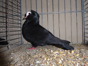 Sddeutsche Blasse